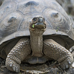 Żółwie z Galapagos skrywają tajemnice długowieczności?