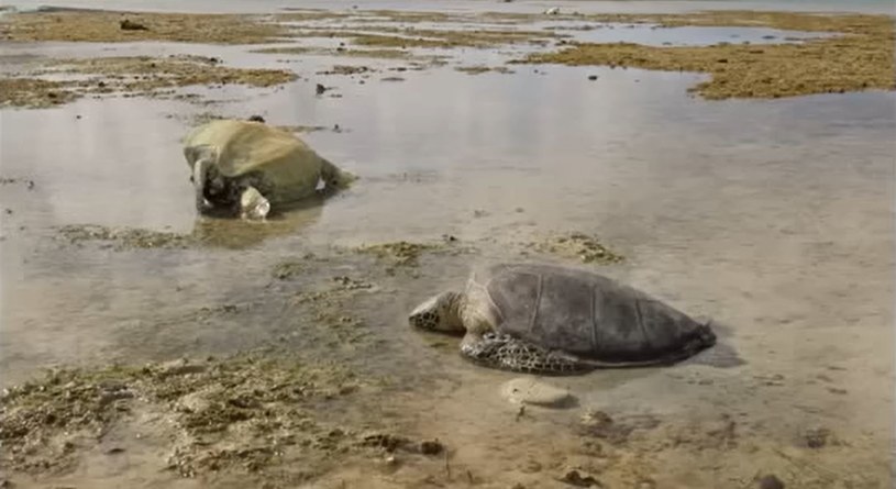 Żółwie zostały znalezione na plaży przez mieszkańców wyspy /OTV沖縄テレビ /YouTube