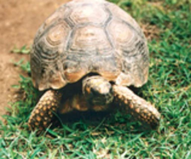 ŻÓŁWIE
