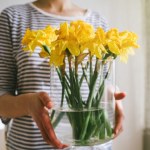 Żonkile postoją w wazonie nawet 2 tygodnie. Wystarczy ten produkt z kuchni 