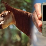 Zoo apeluje: oddajcie swoje telefony komórkowe. To pomoże zwierzęciu