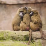 Zoo chce zabić pawiany, bo ma ich za dużo. Setki Niemców wyszły na ulice