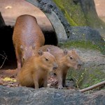 Zoo "Leśne Zacisze" ma nowych mieszkańców. To dwie kapibary  