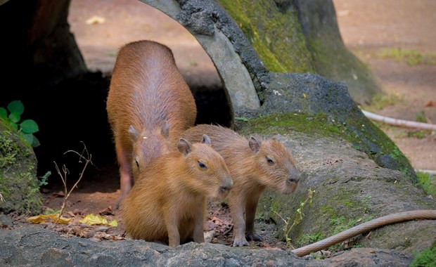 Zoo "Leśne Zacisze" ma nowych mieszkańców. To dwie kapibary  