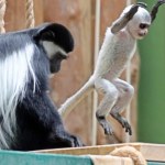 Zoo ogłosiło sukces. Urodziła się małpa wyglądająca jak bałwanek