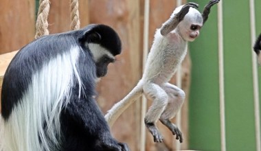 Zoo ogłosiło sukces. Urodziła się małpa wyglądająca jak bałwanek