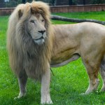 Zoo przekazało smutne wieści. Był pierwszym takim lwem w Polsce