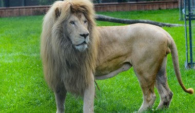 Zoo przekazało smutne wieści. Był pierwszym takim lwem w Polsce