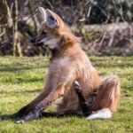Zoo przekazało smutne wieści. To był jeden z najbardziej niezwykłych wilków