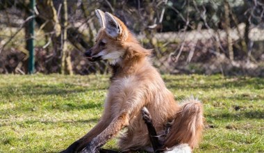 Zoo przekazało smutne wieści. To był jeden z najbardziej niezwykłych wilków