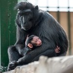 Zoo przeprasza za nadanie małpce imienia Charlotte 