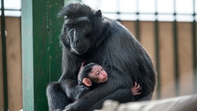 Zoo przeprasza za nadanie małpce imienia Charlotte 