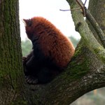 Zoo przygotowuje się do zimy