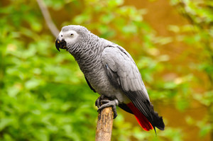 Zoo w Anglii ma problem. Stado papug nauczyło się kląć 