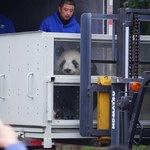 Zoo w Finlandii nie stać na utrzymanie pand. Zwierzęta wrócą do Chin?
