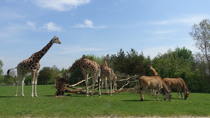 Zoo w Givskud umożliwia bliski kontakt ze zwierzętami /Adam Wieczorek /INTERIA.PL