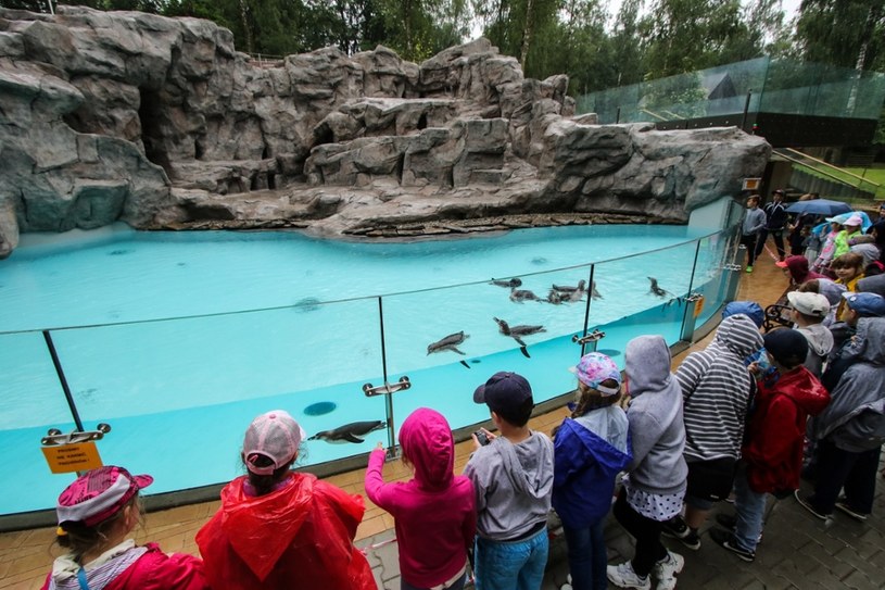 Wolny ogród zoologiczny bar