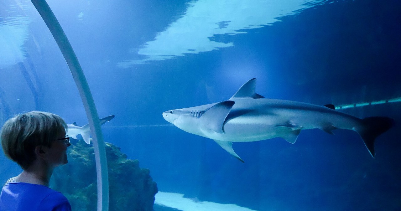 Zoo w Łodzi pokazuje ludziom rekiny /Piotr Kamionka/REPORTER /East News