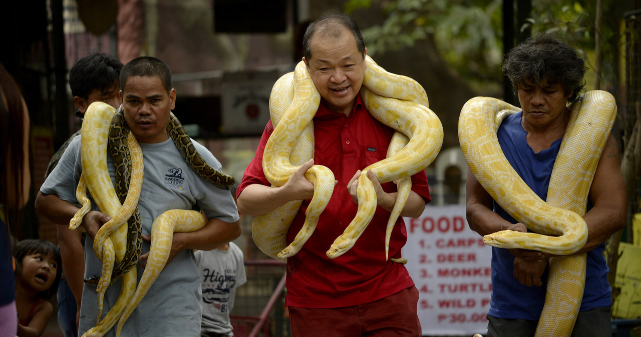 Zoo w Manilii - prezentacja wężów dla turystów /AFP