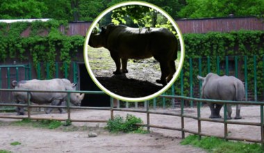 Zoo w Poznaniu przekazało tragiczną wiadomość. Nie żyje symbol ogrodu
