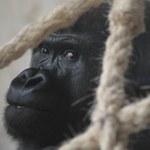 Zoo w Warszawie zaczyna nowy rozdział. "Mamy dla was niespodziankę"
