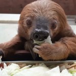 Zoo w żałobie. To był rekordzista Guinnessa. Wzruszające słowa