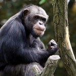 Zoo we Wrocławiu przekazało smutne wieści. Nie żyje 43-letnia szympansica