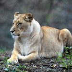 Zoo we Wrocławiu przekazało smutne wieści. Nie żyje lwica Okavango