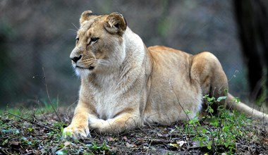 Zoo we Wrocławiu przekazało smutne wieści. Nie żyje lwica Okavango