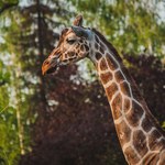Zoo we Wrocławiu przekazało smutne wieści. Śmierć nastąpiła po porodzie