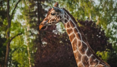 Zoo we Wrocławiu przekazało smutne wieści. Śmierć nastąpiła po porodzie