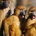 Zoo zabiło 12 pawianów. Truchła rzucono lwom na pożarcie