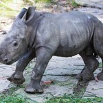 Zoo zachwycone. Rzadkie narodziny akurat w ... Boże Narodzenie