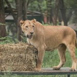 Zoo zostało zamknięte po aferze. 30 lwów i tygrysów zostanie przeniesionych
