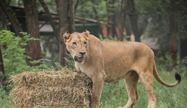 Zoo zostało zamknięte po aferze. 30 lwów i tygrysów zostanie przeniesionych