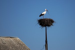 Zoolog: Liczba bocianów białych w Polsce kurczy się na naszych oczach
