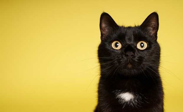 Zorro uratowany z autostradowej pułapki. Kot był uwięziony przez pięć dni