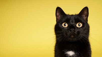 Zorro uratowany z autostradowej pułapki. Kot był uwięziony przez pięć dni