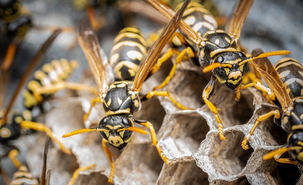 Został użądlony ponad 150 razy przez osy. 2-latek walczy o życie