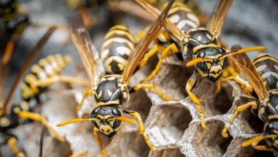 Został użądlony ponad 150 razy przez osy. 2-latek walczy o życie