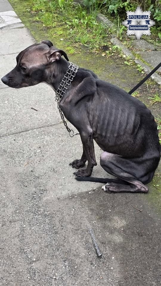 Został zagłodzony przez właścicielkę, fot. Policja /