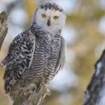 zagrożony gatunek Została uznana za wymarłą. Była towarzyszką Harry'ego Pottera