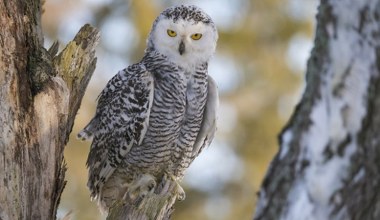 Została uznana za wymarłą. Była towarzyszką Harry'ego Pottera