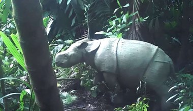 Zostało 80 nosorożców, to wina kłusowników. Każde narodziny są na wagę złota