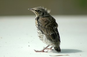 Zostaw podlota. Kiedy pomóc, a kiedy zostawić zwierzę w spokoju?