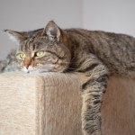 Zostawiasz kota samego w domu? Przeczytaj, zanim będzie za późno