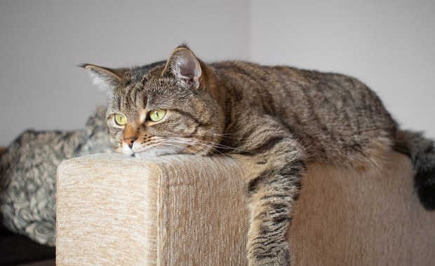 Zostawiasz kota samego w domu? Przeczytaj, zanim będzie za późno