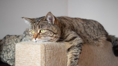 Zostawiasz kota samego w domu? Przeczytaj, zanim będzie za późno