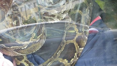 Zostawił pytona na noc w samochodzie, bo... znajoma bała się gada