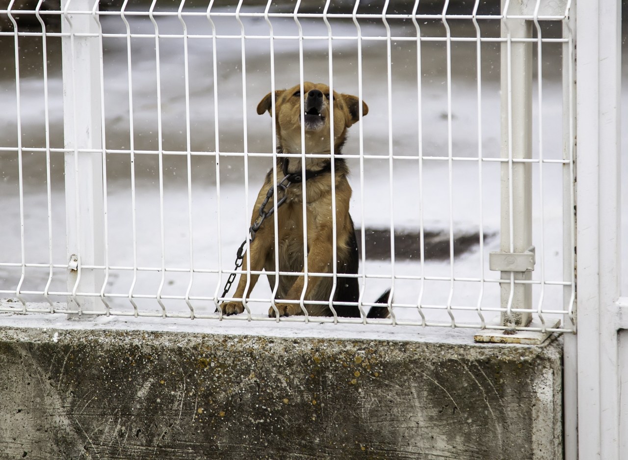 Zostawiony na mrozie, przywiązany do drzewa. Pozytywny finał interwencji w Jastrzębiu-Zdroju